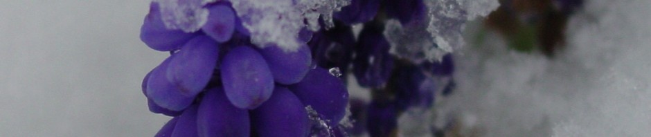 Grape Hyacinth in Snow